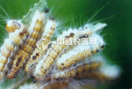  p>茶白毒蛾( i>arctornis alba  /i>(bremer,1861)是 a href="#">