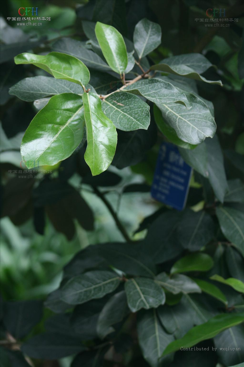  p>柳安属 i>(parashorea kurz) /i> a target="_blank" href="/item