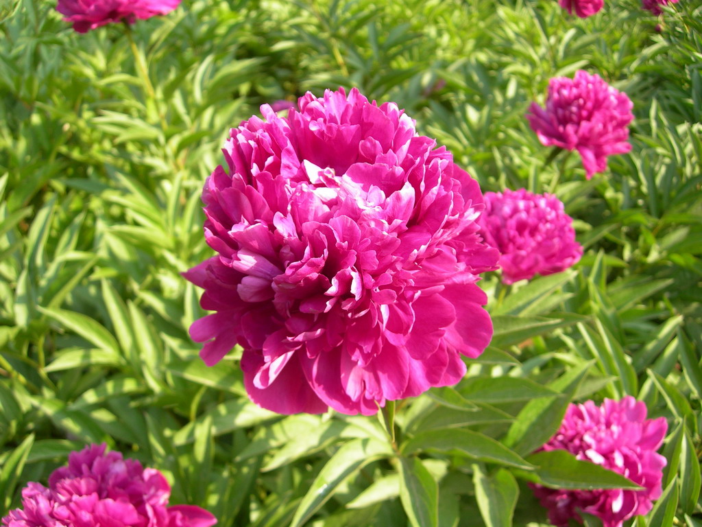 红绣球,是芍药属牡丹栽培品种,由山东菏泽