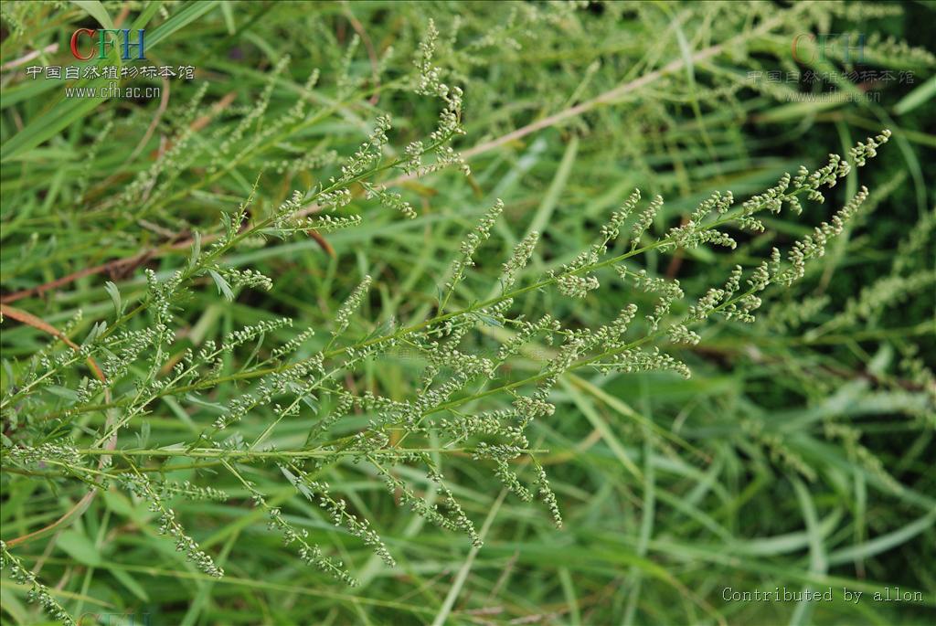komar.)是菊科蒿属植物,多年生草本.