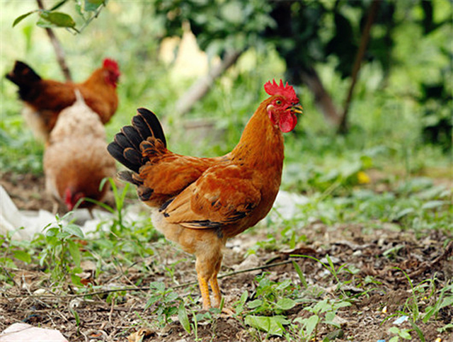 农家鸡