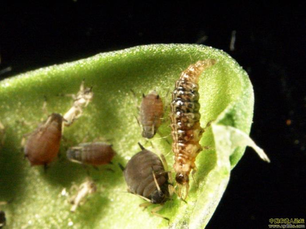 天敌昆虫在自然界中大量存在,对于某些害虫发生,成灾起着制约作用