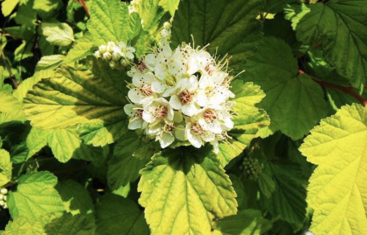  p>风箱果属(学名:physocarpus (cambess.