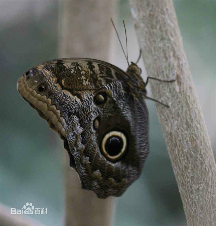 猫头鹰环蝶