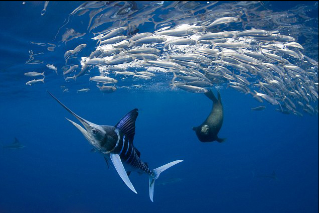  p>条纹四鳍旗鱼 i>, /i>学名: i>tetrapturus audax /i> (philippi