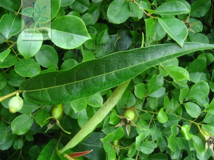  p>纸叶榕(学名:ficus chartacea)为桑科榕属的植物.