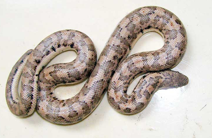 小型到中等大小的无毒蛇类,卵胎生,本属已知11种,分布于亚洲沙漠地区