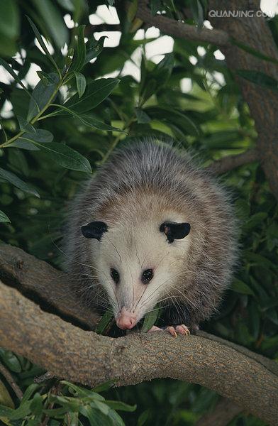  p>北美负鼠,学名didelphis virginiana,后兽亚纲,负鼠目,负鼠科,负鼠