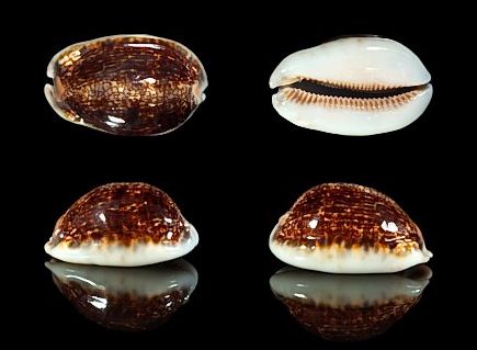  p>阿拉伯宝螺(学名:mauritia arabica arabica)是腹足纲宝螺科的 a