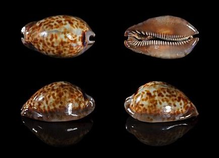  p data-id="gn79um0exl">大花鼠宝螺(学名:t