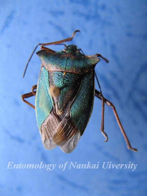 金绿真蝽