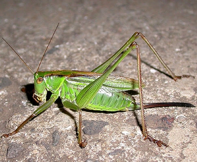 螽生长在北方,成虫出现早于 a target="_blank" href="/item/蝈蝈/477