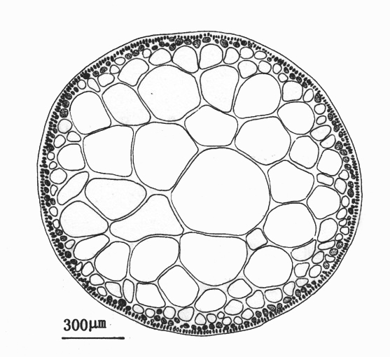 固着器,个体较大,一般高15~35cm,有的可达45cm;藻体栗紫色或海带绿色