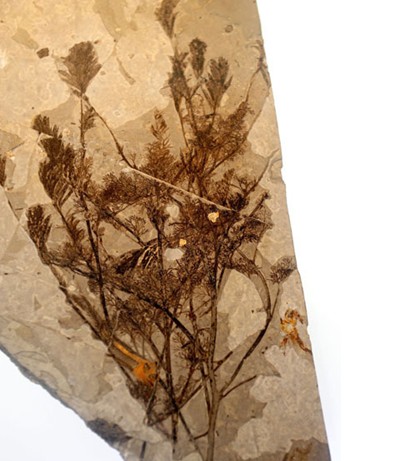  p>辽宁古果archaefructus liaoningensis sun et al.