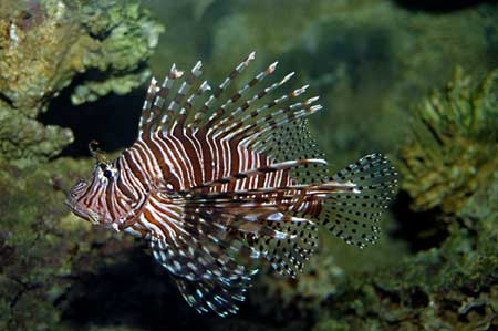 pterois antennata