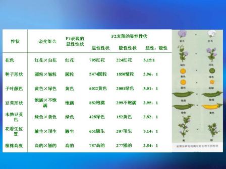孟德尔定理展示