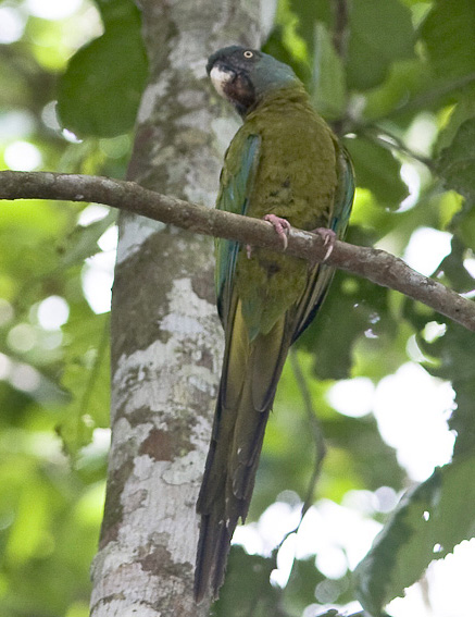 couloni /i>)是小型 a target="_blank" href="/item/金刚鹦鹉/110338