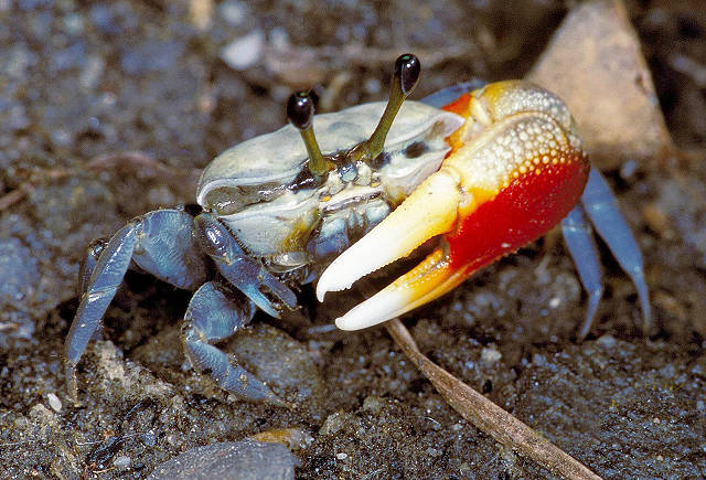  p>窄招潮蟹(学名:uca coarctata)最大的特征是雄蟹具有一对大小悬殊