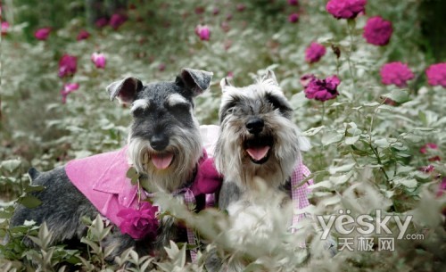 雄壮的婚礼进行曲,艳丽的婚纱礼服,红色的结婚证书,粉色的洞房,宠物