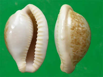 cypraeovula fuscorubra fuscorubra