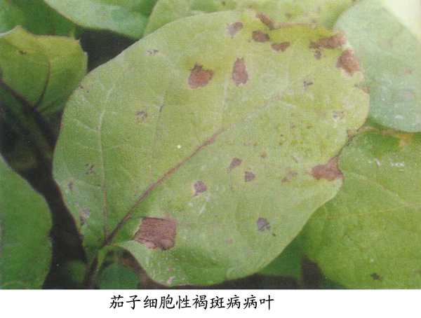 茄子细菌性褐斑病