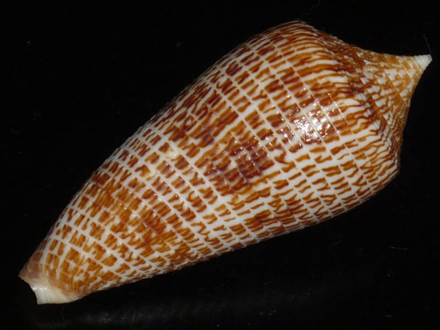  p>犰狳芋螺(学名:asprella armadillo)花纹清晰,贝壳厚实.