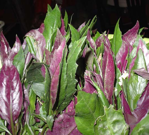  p data-id="gnanrjjgxb">红军菜,井岗山地区著名的野菜.