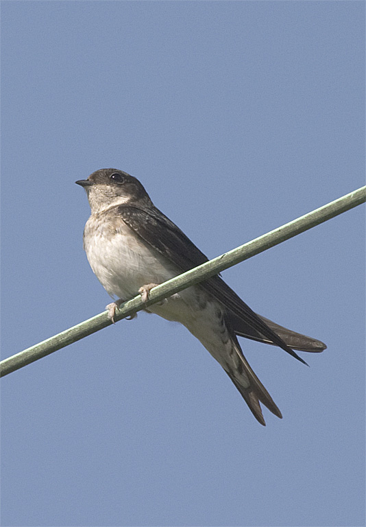 common house martin