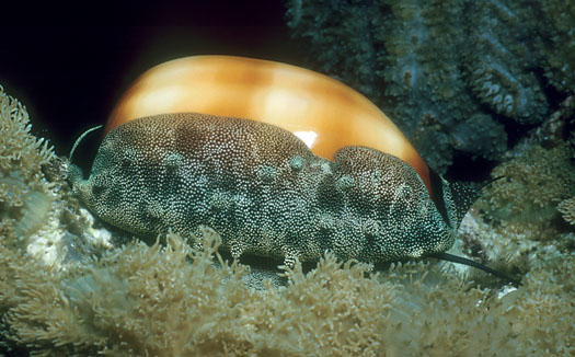  p>酒桶宝螺(学名:talparia talpa talpa)又名是 a href="#" data