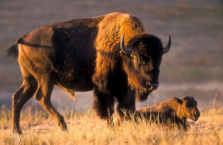  p>美洲草原野牛(学名:bison bison bison)是北美最大的哺乳类动物