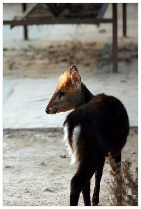  p>黑麂(学名: i>muntiacus crinifrons /i>),别称乌金麂,蓬头麂,红头