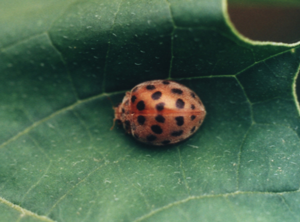  p data-id="gnbht2i7q3">二十八星瓢虫是危害蔬菜的典型有害瓢虫,它