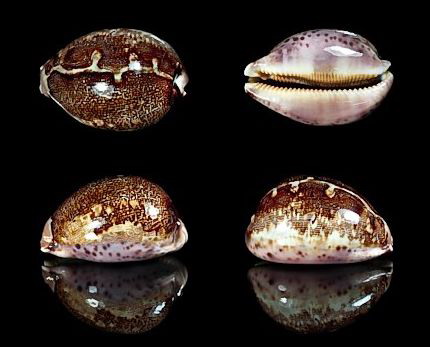  p>地图宝螺(学名:leporicypraea mappa mappa)是腹足纲宝螺科的 a