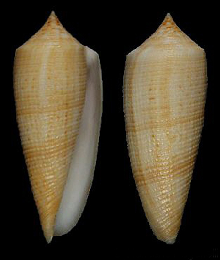  p>长芋螺(学名:conus australis)贝壳厚实,略为瘦长.