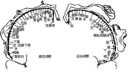 躯体运动中枢_百度百科