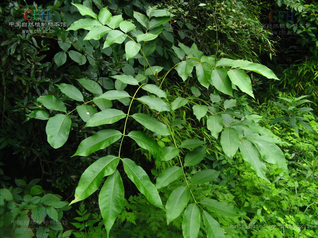  p>伯乐树科(学名: i>bretschneidera sinensis /i> hemsl.