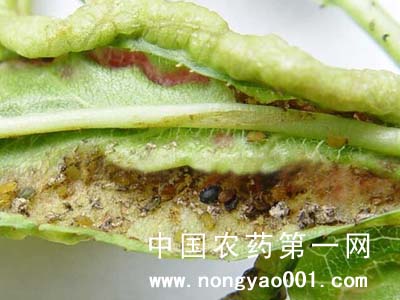 target="_blank" href="/item/桃纵卷瘤蚜/5103726" data