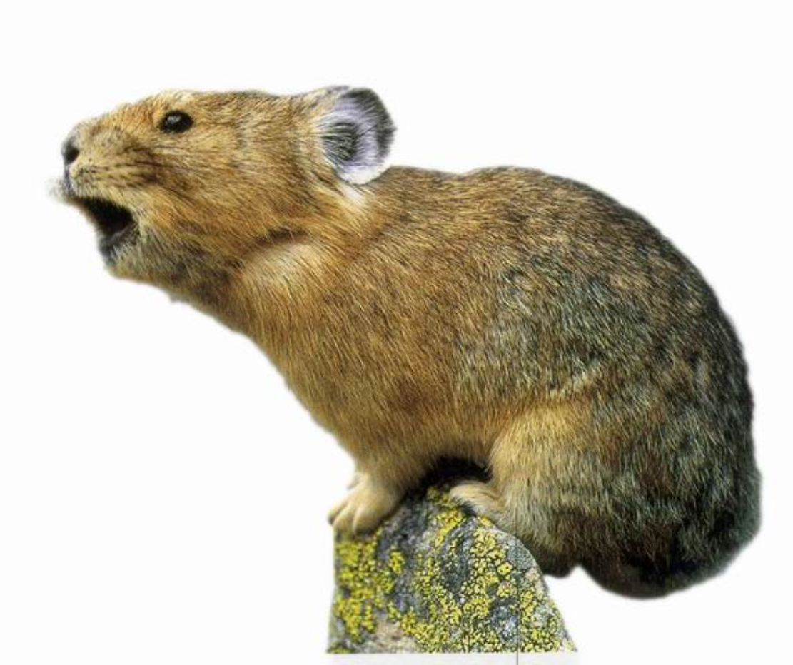  p>达呼尔 a href="#">鼠兔 /a>(ochotonadaurica),是一种小型野生 a