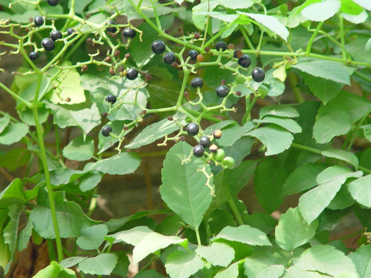  p>乌蔹莓属(学名:cayratia juss.