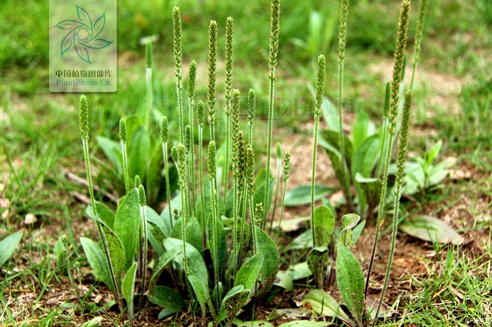  p>北美车前(学名: i>plantago virginica /i>  l.