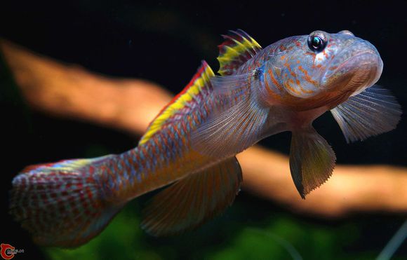  p>溪吻鰕虎鱼(学名: i>rhinogobius duospilus /i>),为 a>鰕虎鱼科 
