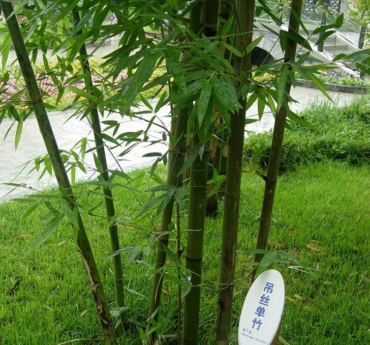 是禾本科,绿竹属乔木或灌木状 a data-lemmaid="2233570">竹 /a>类