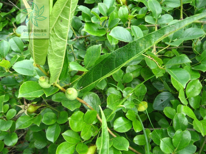  p>纸叶榕(学名:ficus chartacea)为桑科榕属的植物.