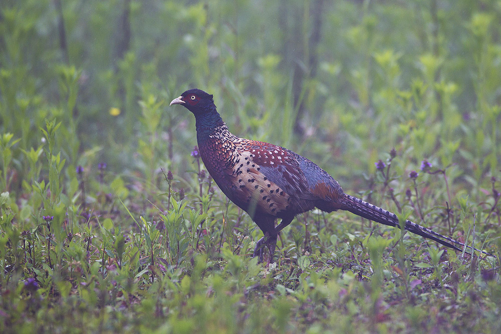 phasianus colchicus formosanus