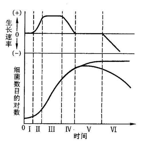 细菌生长曲线