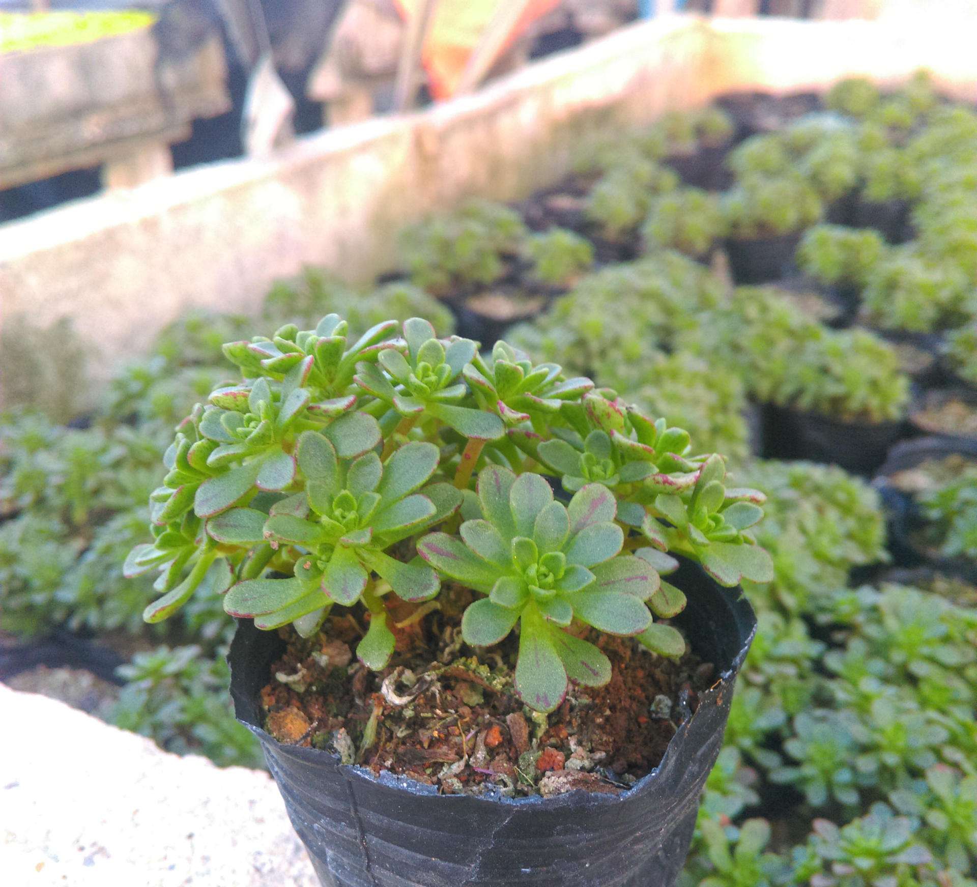  p>小人祭( i>aeonium /i> x  i>loartei /i> tavormin)是木贼门,木贼