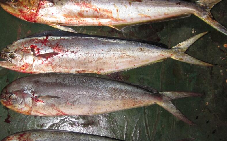 硬骨鱼系或硬骨鱼纲)鲈形目 perciformes(较新的分类法将其拆为鲹形