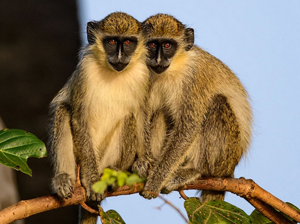  p data-id="go1fq2anux">国兽( i>英文:nat