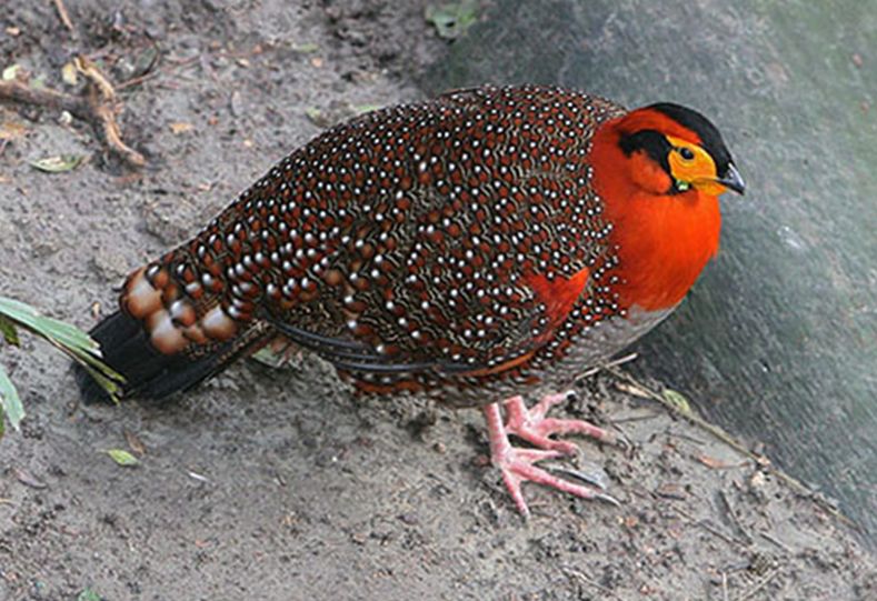 tragopan blythii