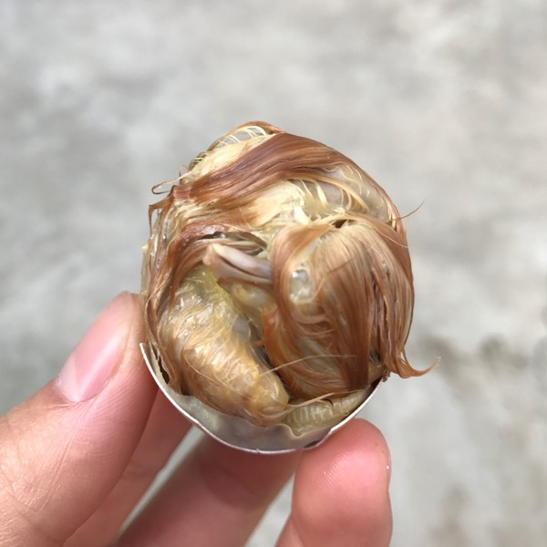  p>毛鸡蛋又名旺鸡蛋,鸡仔蛋,毛蛋等.